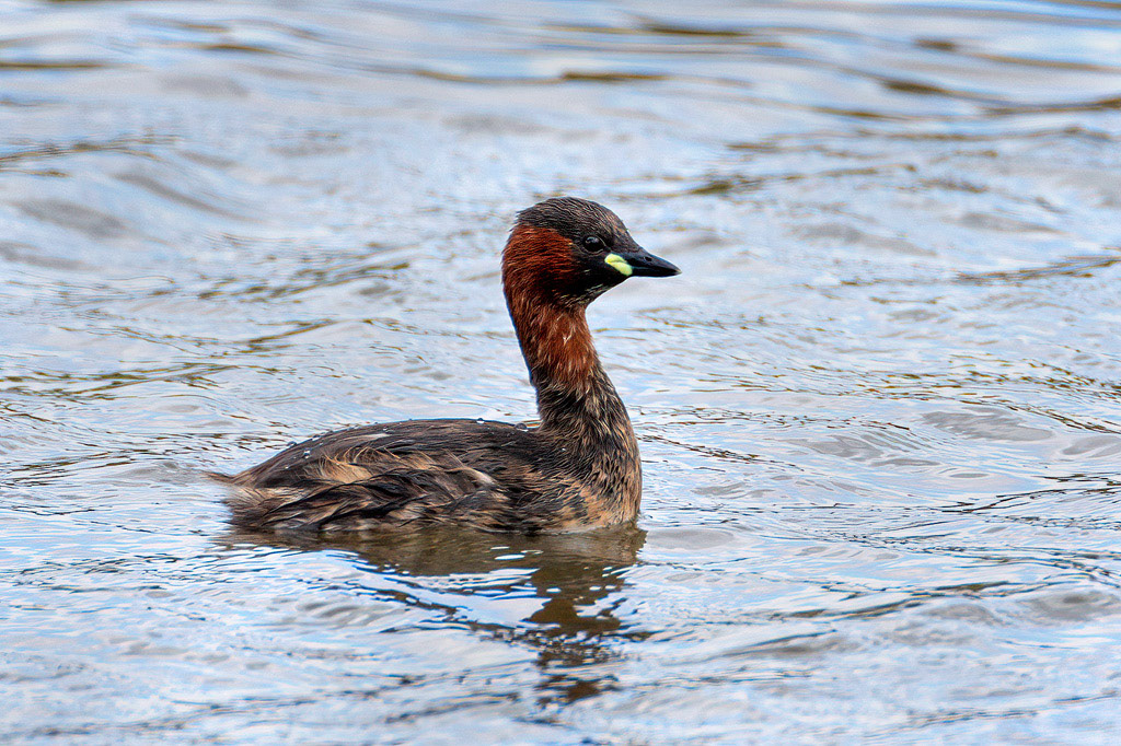 Little Grebe