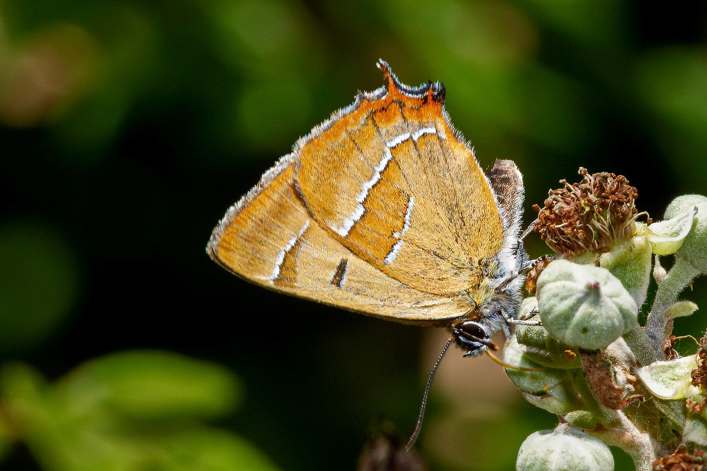 Brown Hairstreak Butterfly