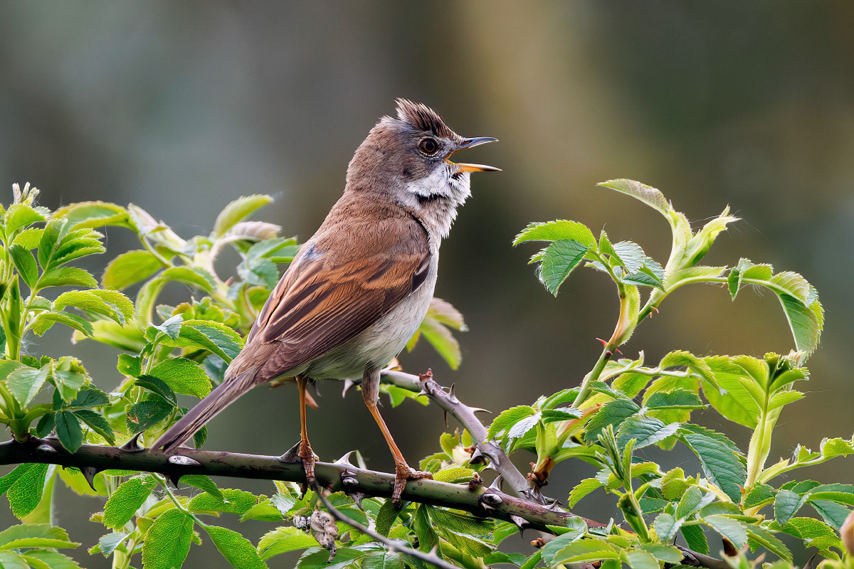Common Whitethroat