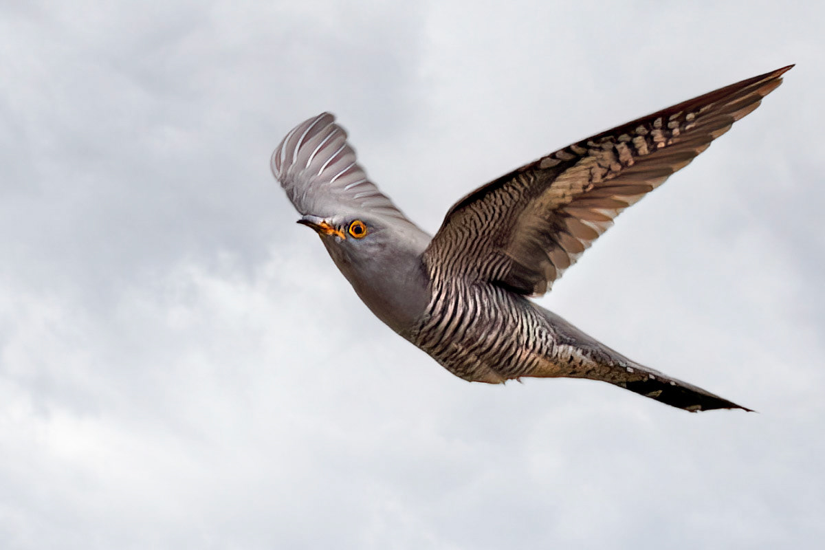 Cuckoo