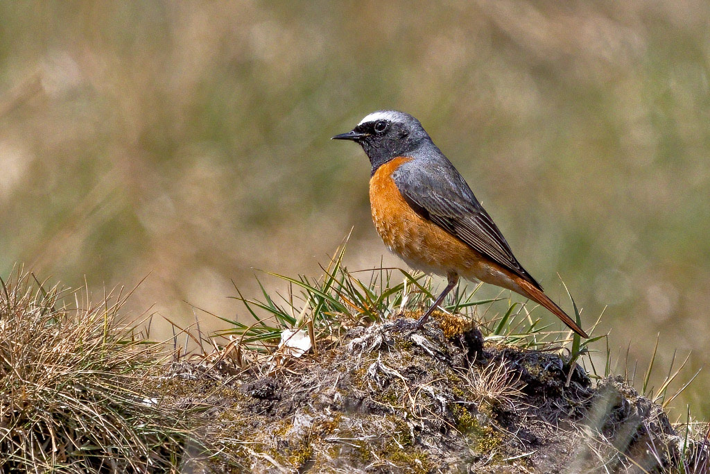 Redstart