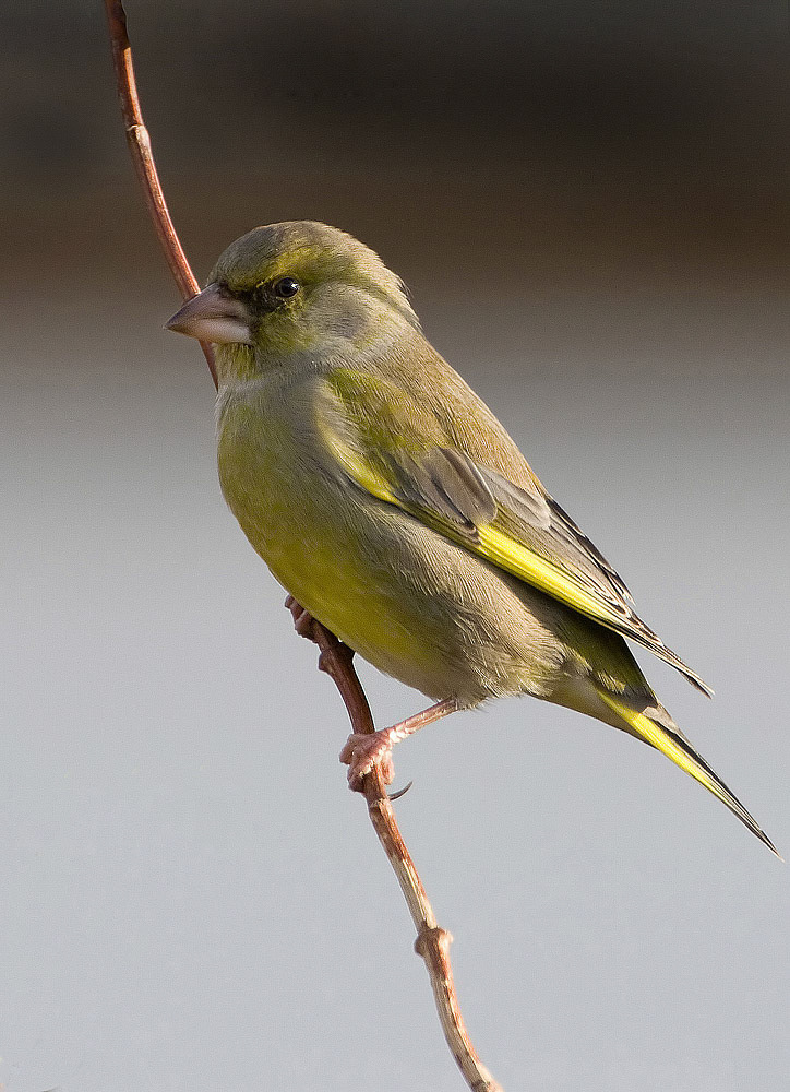 Greenfinch
