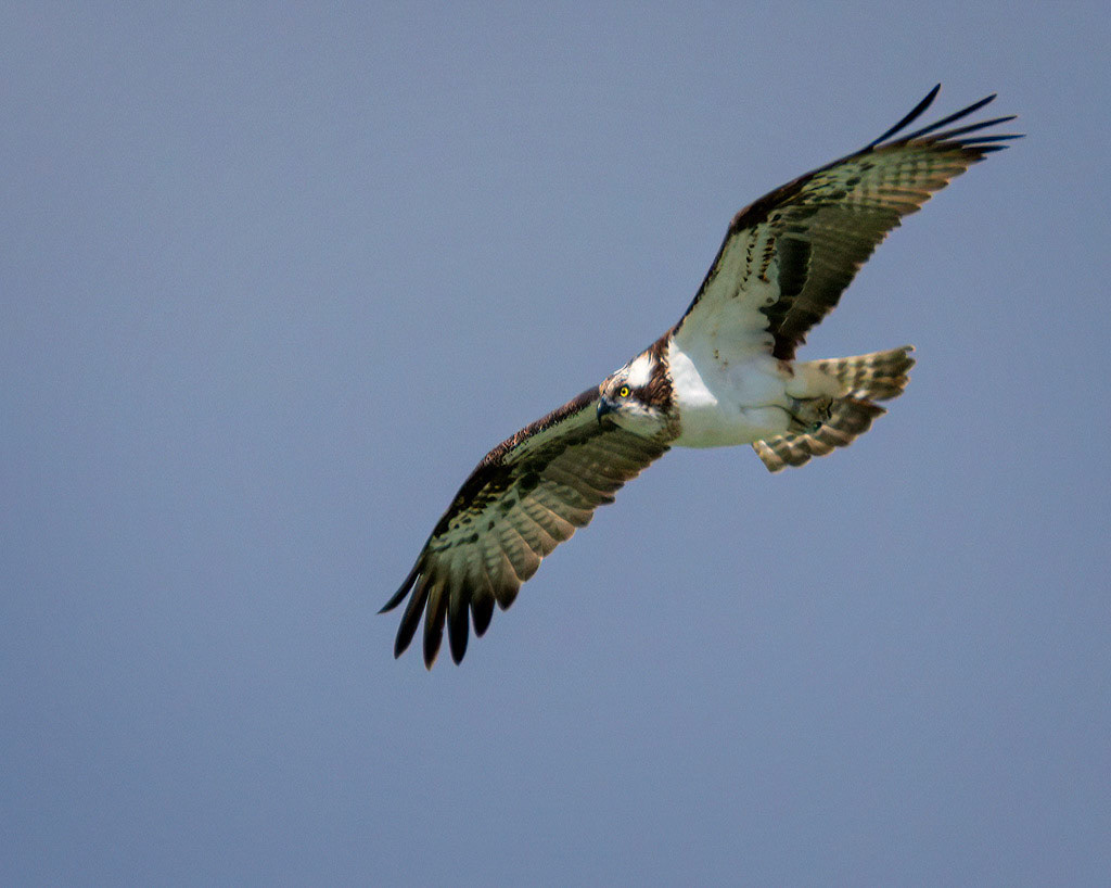 Osprey