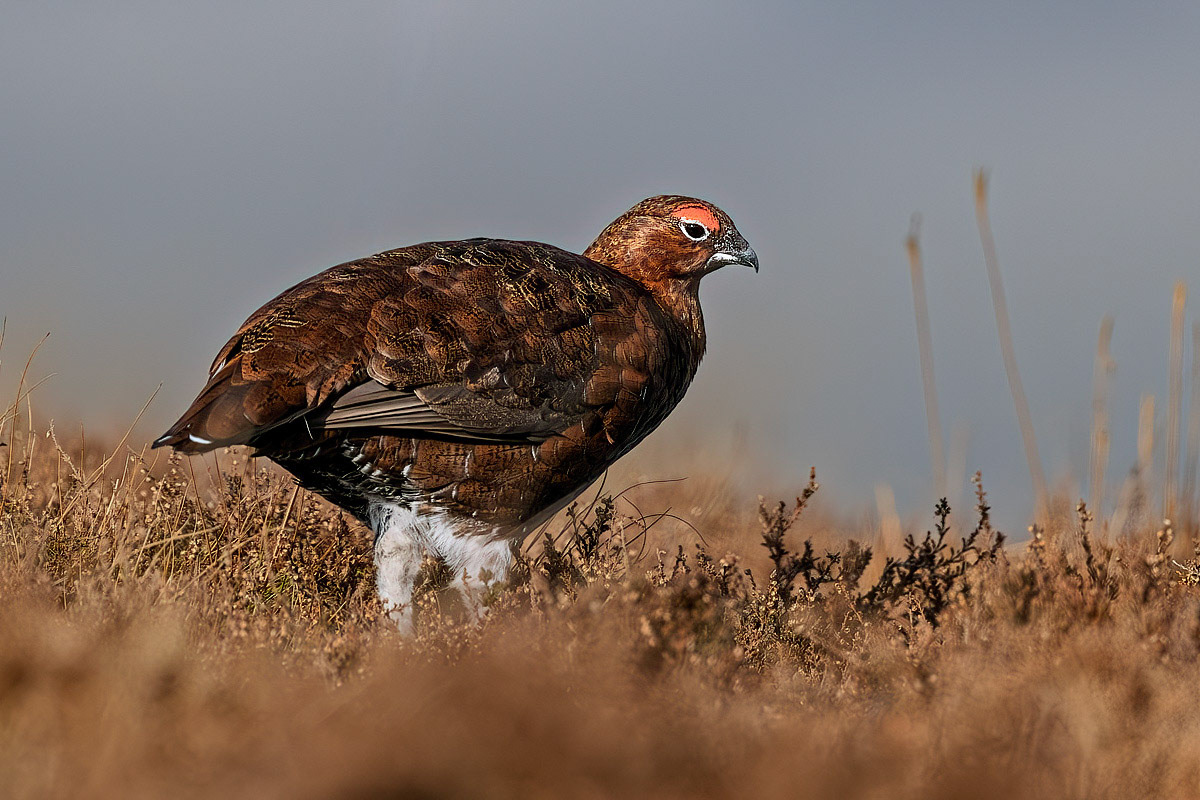 Red Grouse