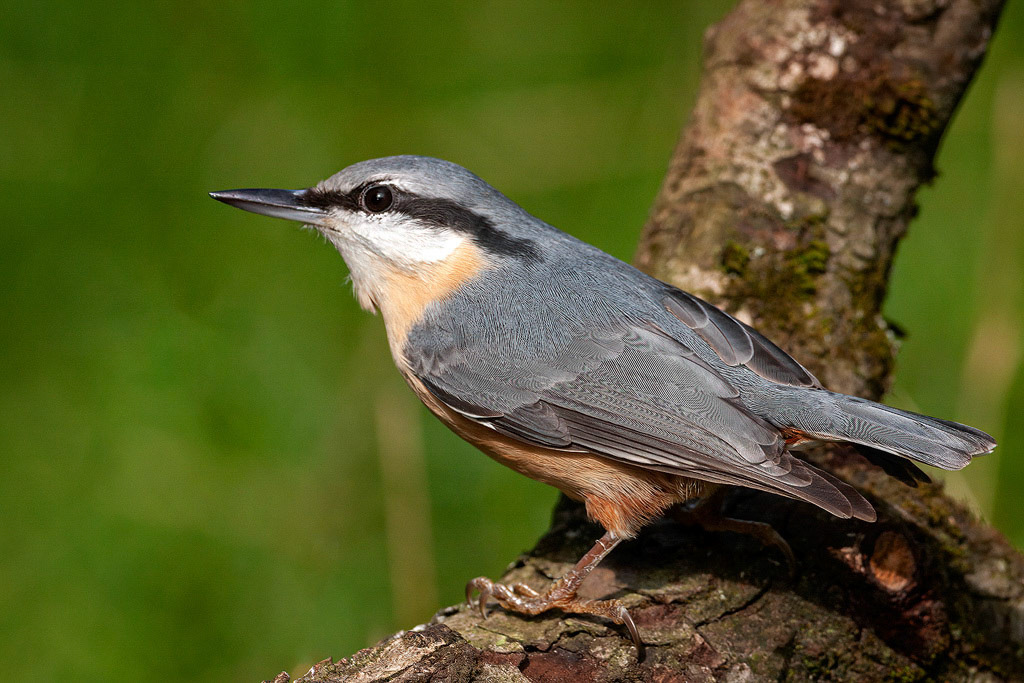 Nuthatch
