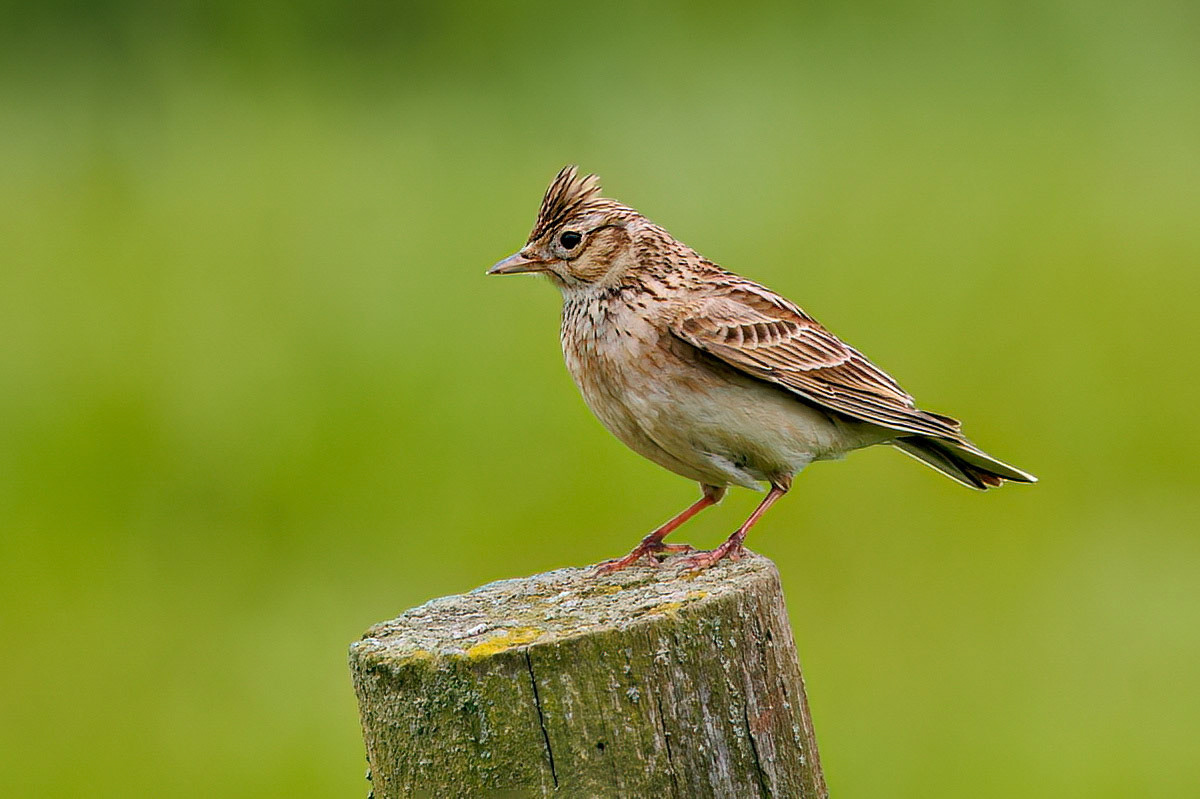 Skylark