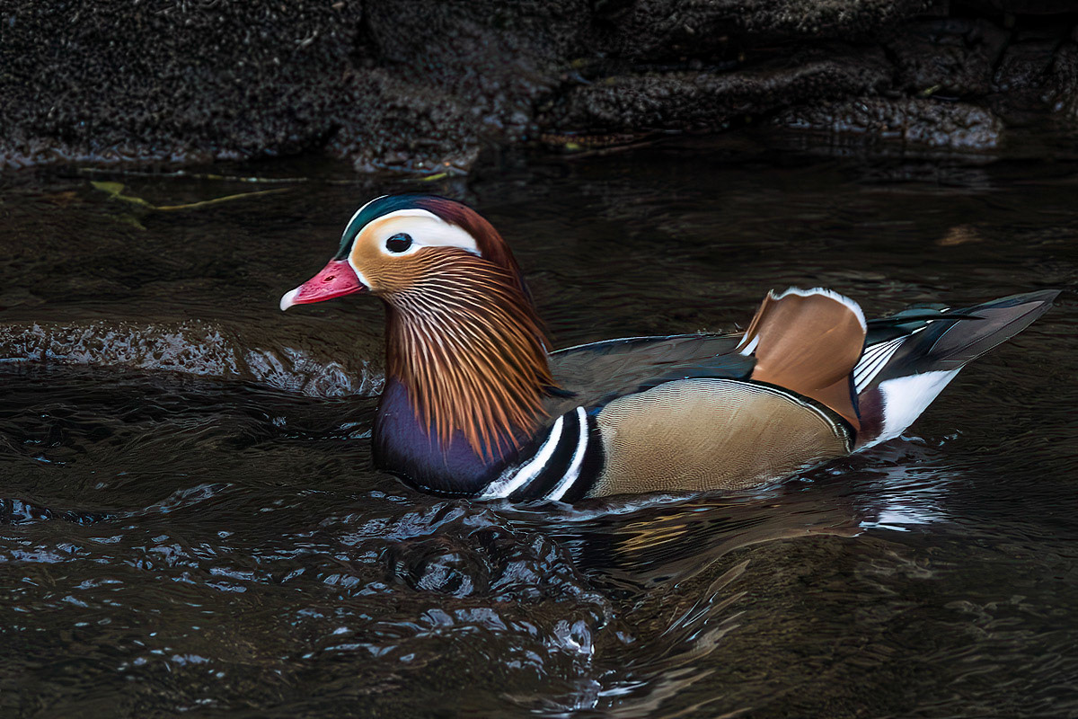 Mandarin Duck