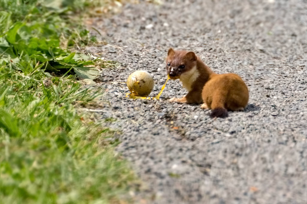 Stoat