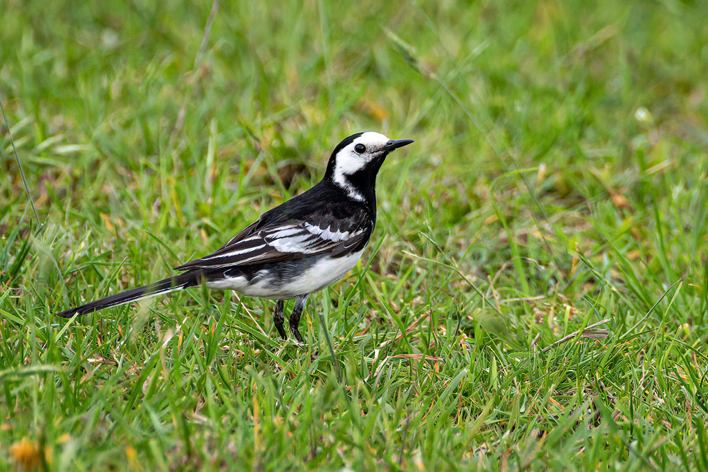 Pied Wagtail