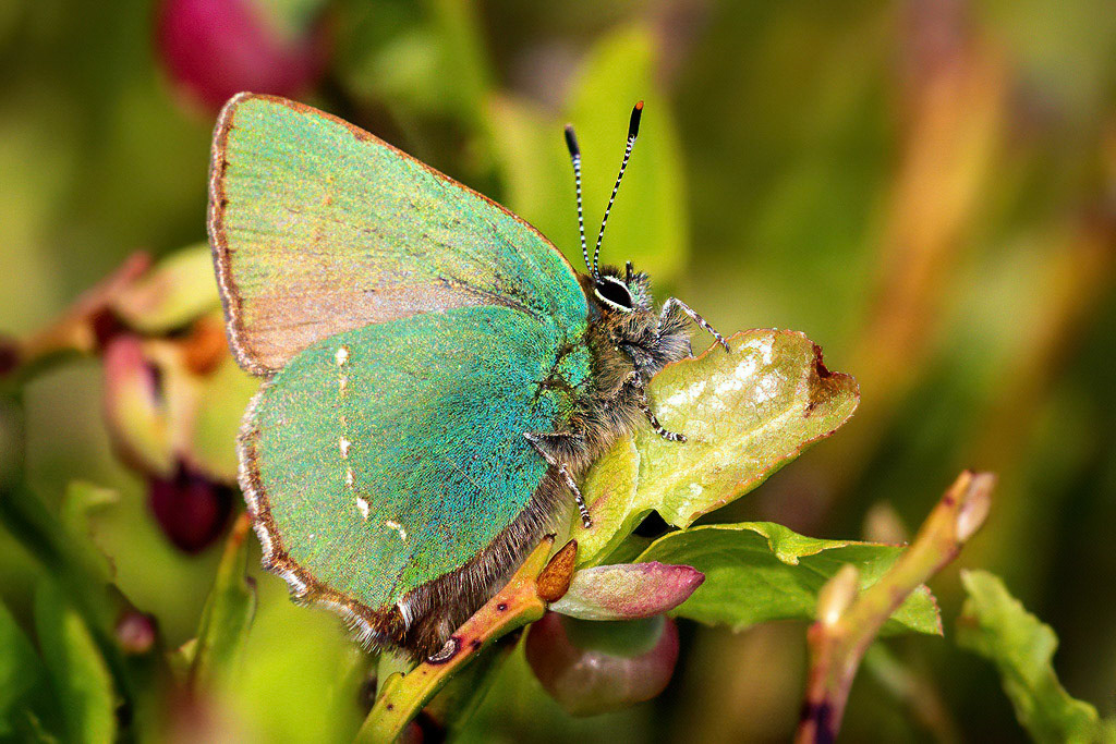 Green Hairstreak