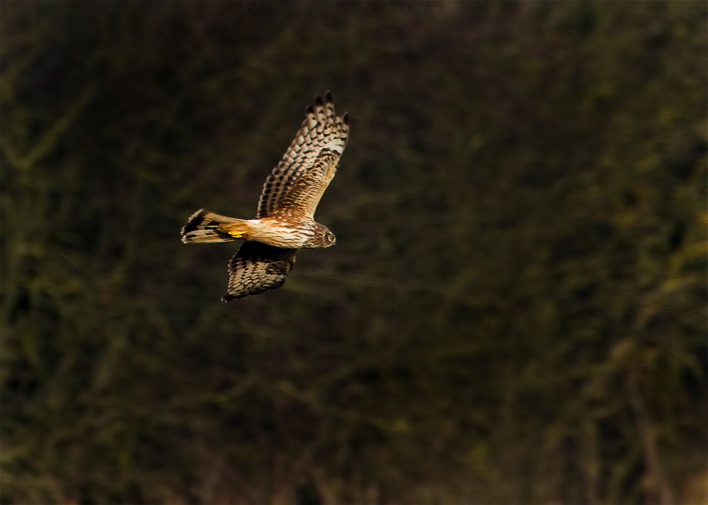 Hen Harrier