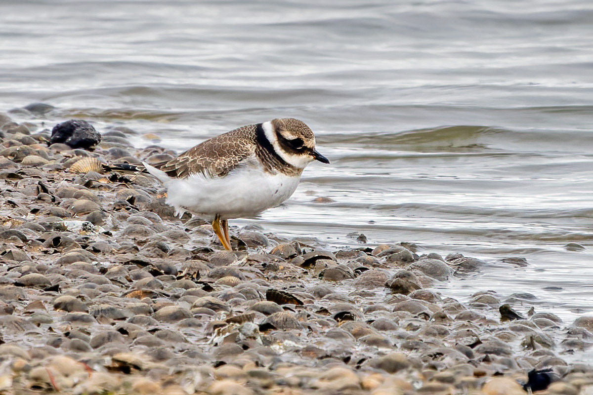 Ringed Plover