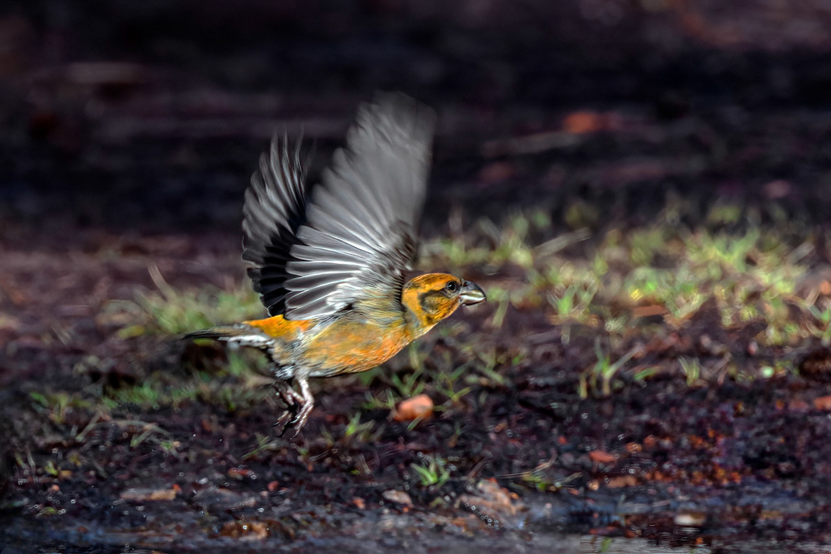 Crossbill