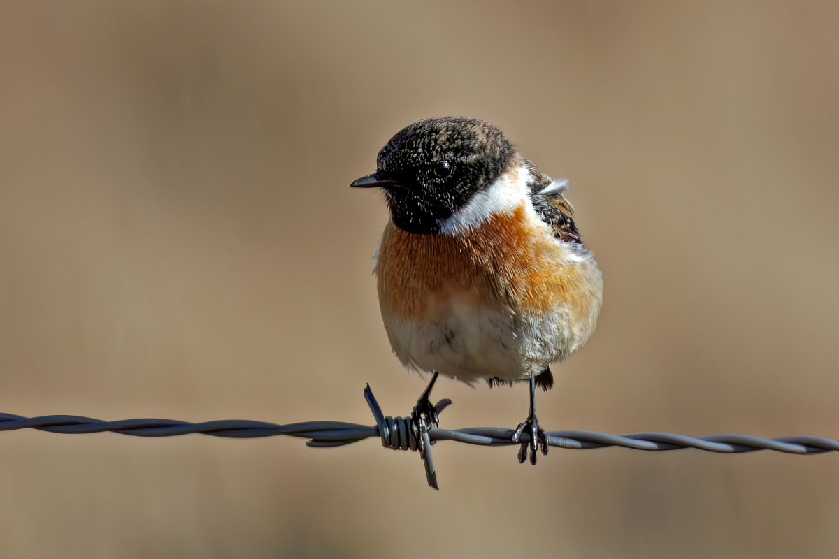 Stonechat