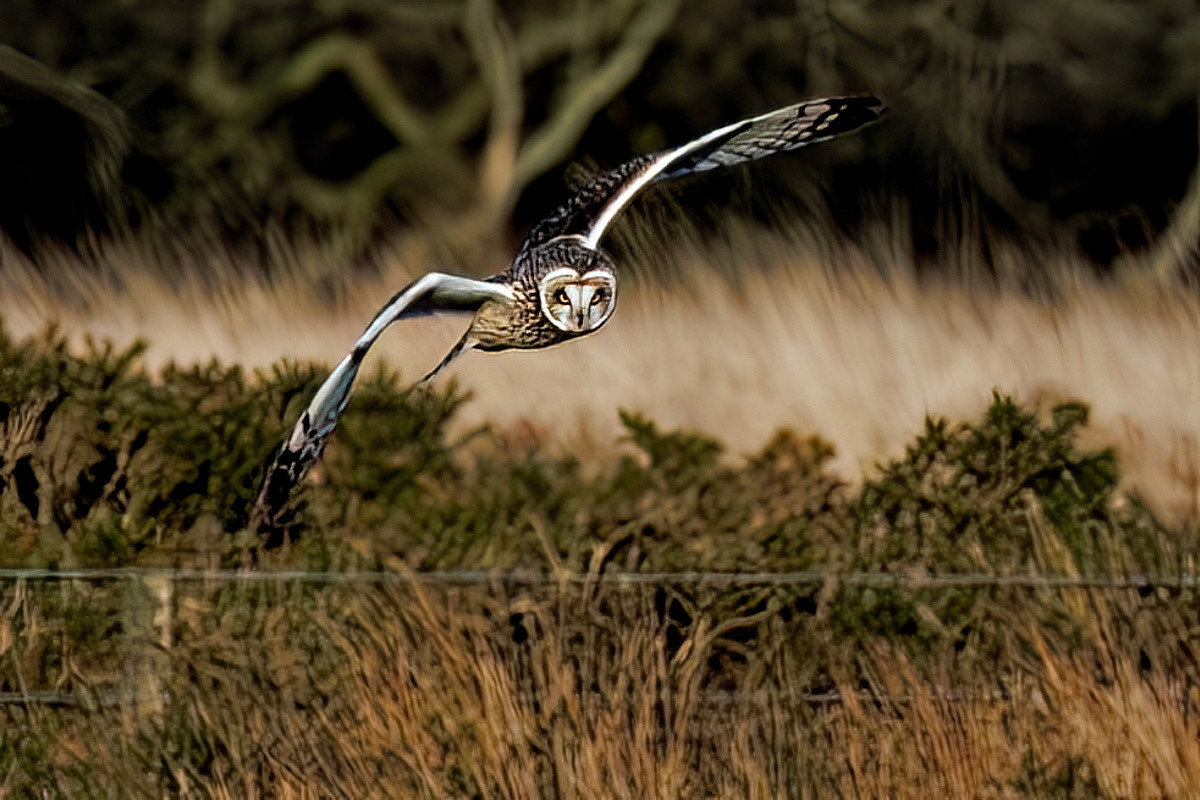 Short-eared Owl