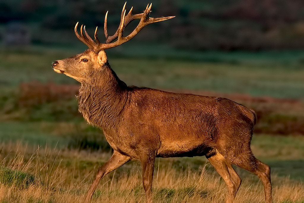 Red Deer