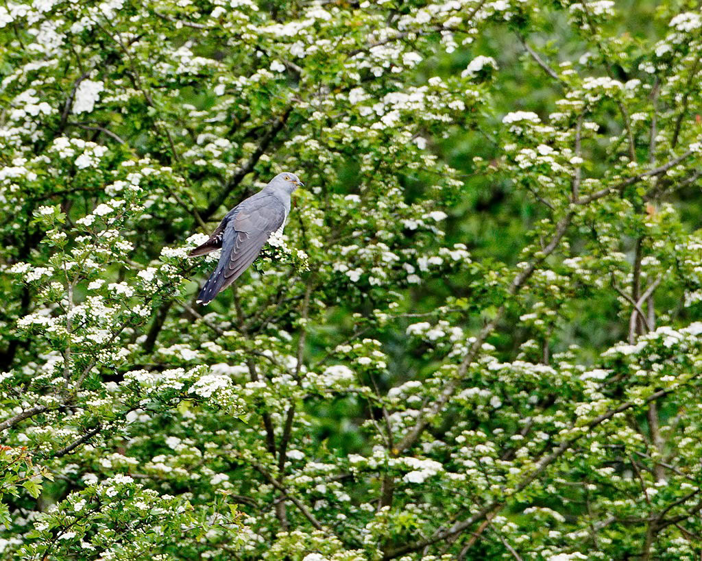 Cuckoo