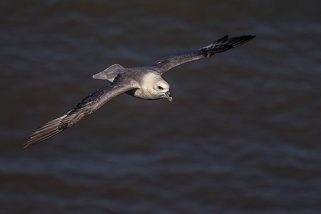 Fulmar