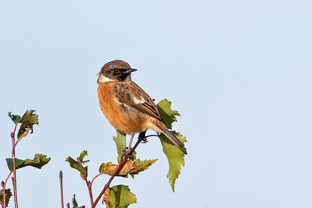 Stonechat