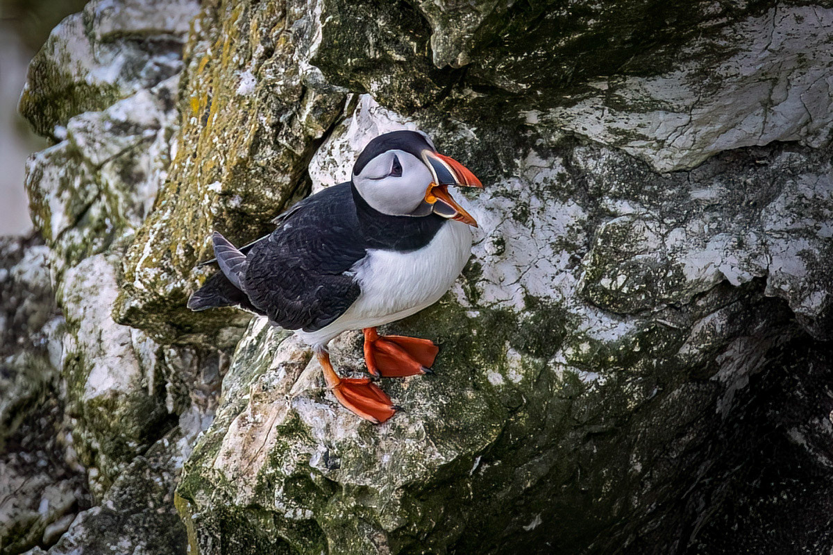 Puffin