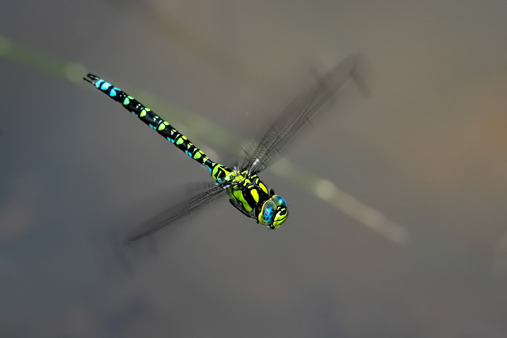 Southern Hawker
