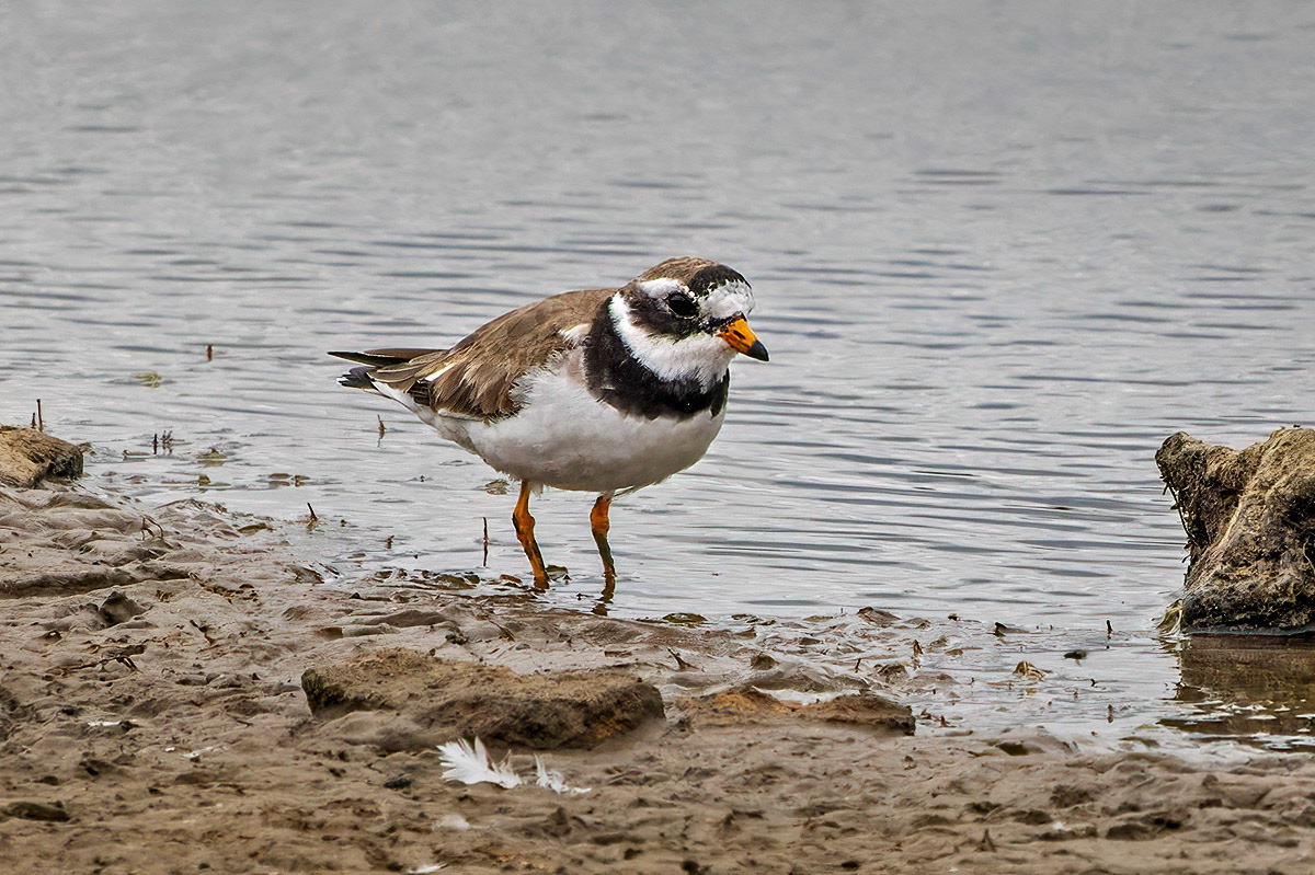 Ringed Plover