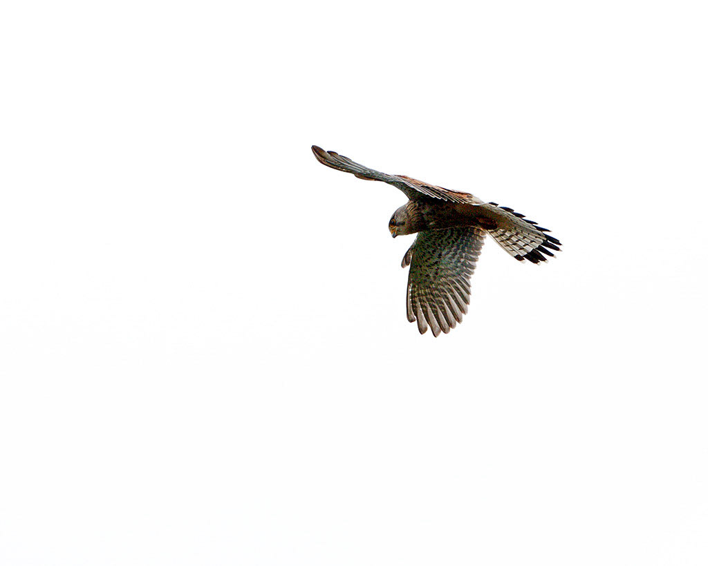 Kestrel