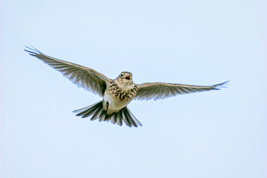 Skylark