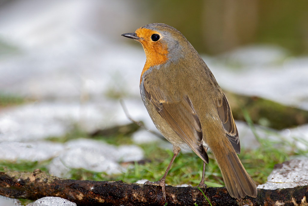 Robin