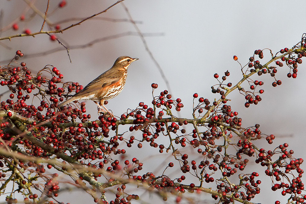 Redwing