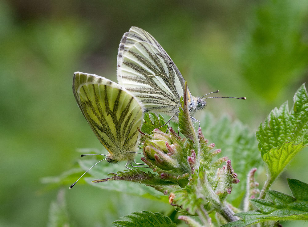 Green-veined White