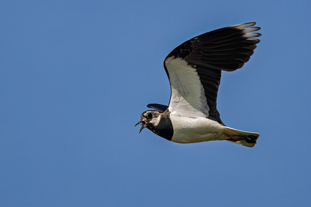 Lapwing