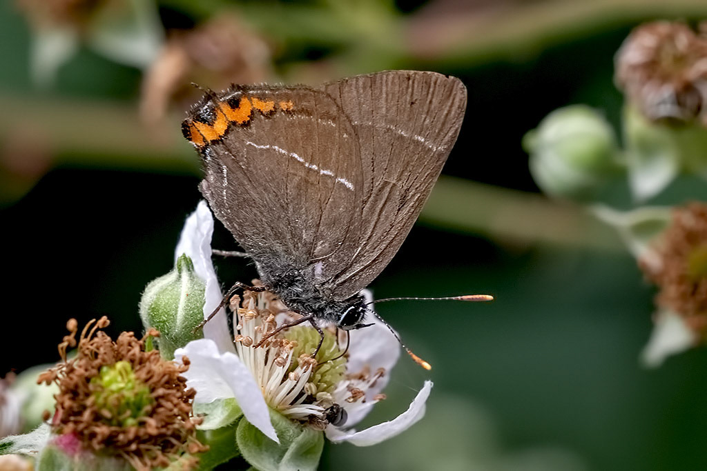 White-letter Hairstreak
