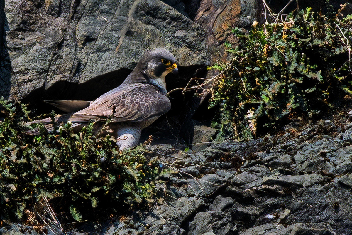 Peregrine