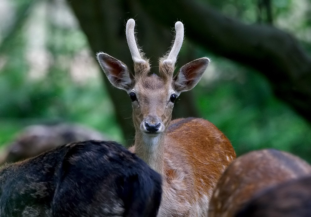 Fallow Deer
