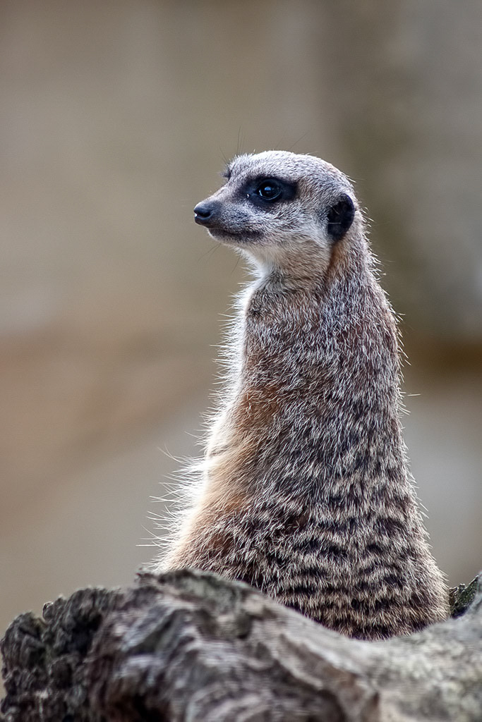 Meercat