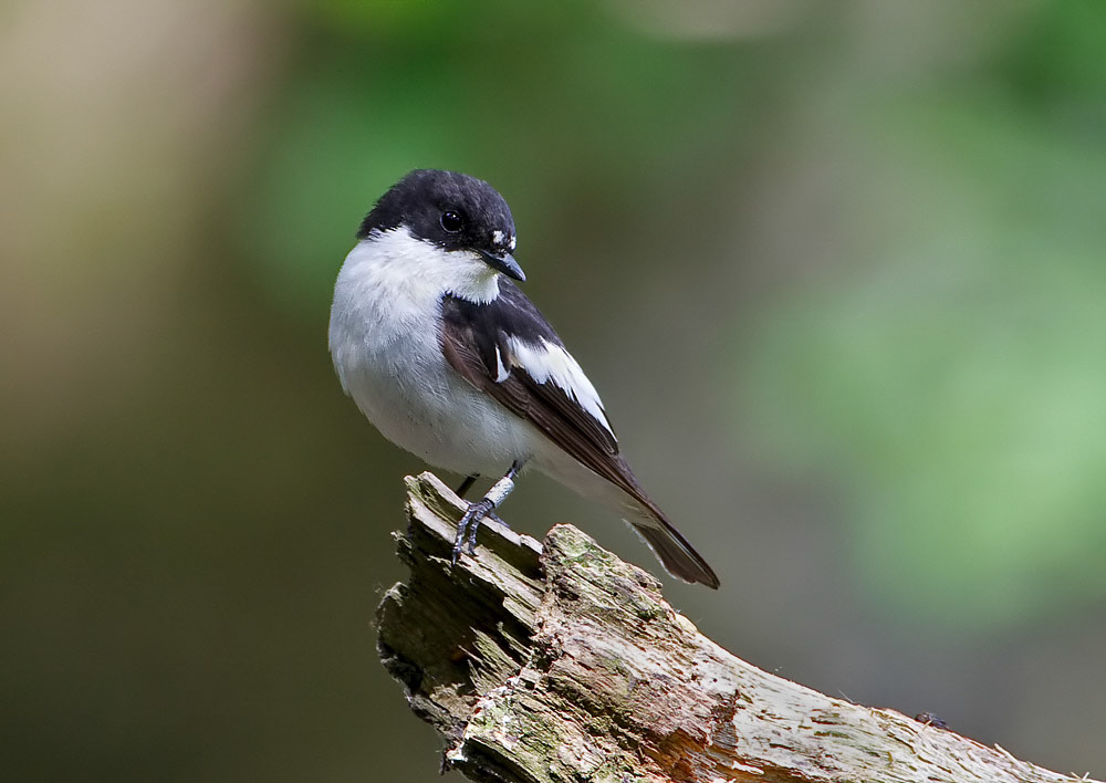 Male Pied Flycatcher