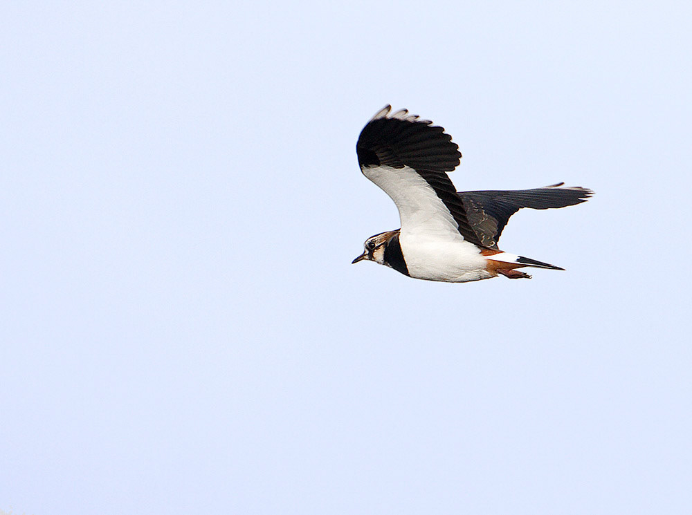 Lapwing