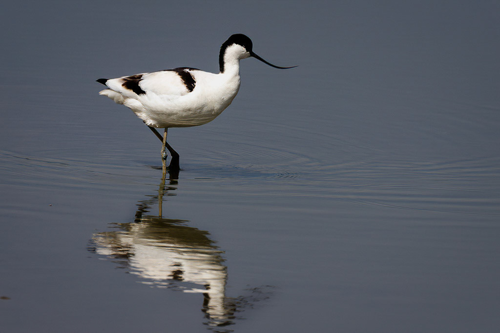 Avocet