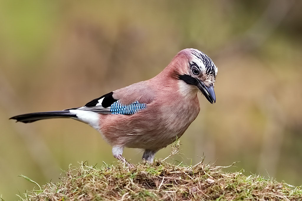 Jay