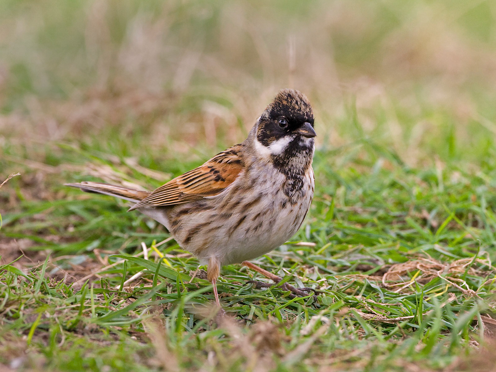Reed Bunting