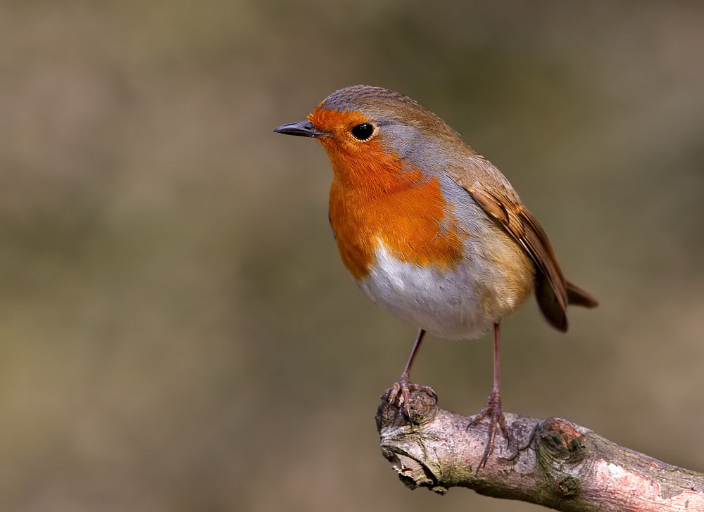 Robin