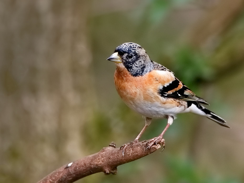 Brambling