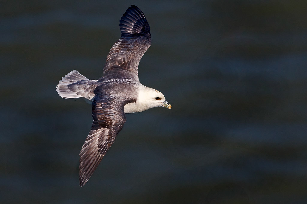 Fulmar