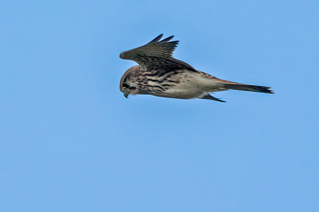 Kestrel