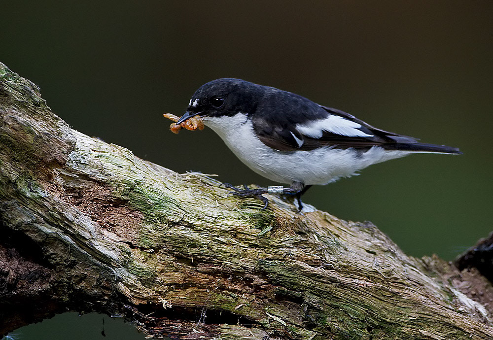 Male Pied Flycatcher