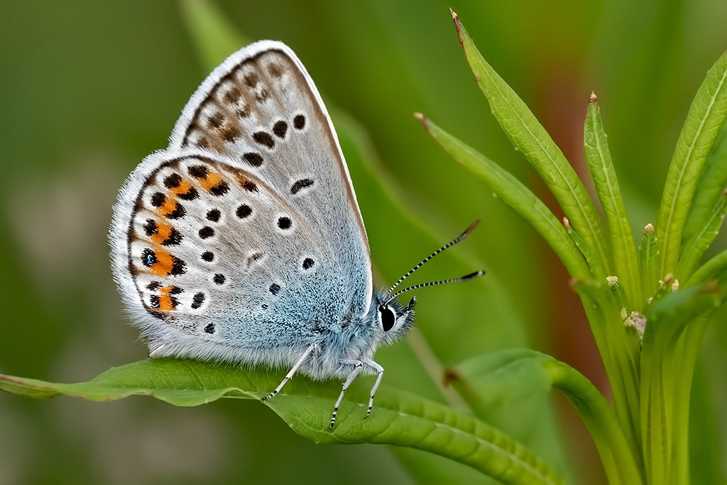 Silver-studded Blue