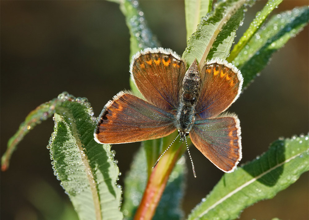 Silver-studded Blue