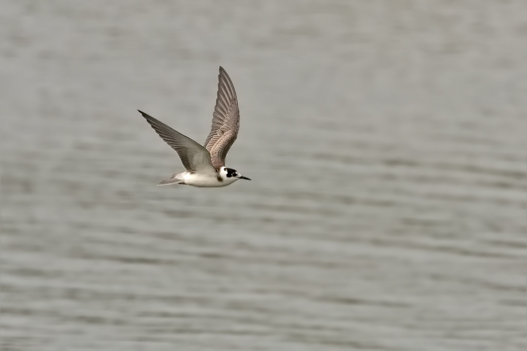 Juvenile Black Tern