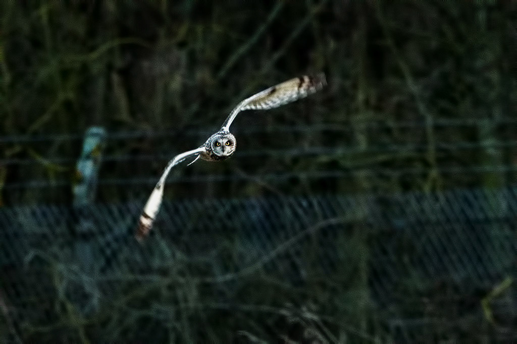 Short-eared Owl